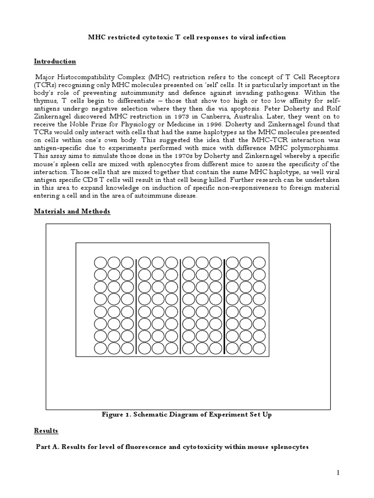 MHC Restriction in Cytotoxic T Cell Responses | PDF | Major ...