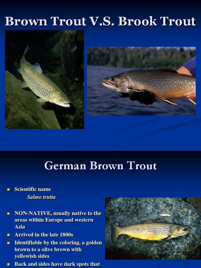 Brown Trout vs Brook Trout Rainbow Trout Recreational Fishing
