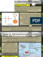 Tema 8 Metabolismo Catabolico