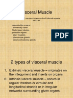Visceral Muscle of Insects