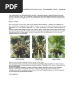 Coconut Palm Morphology Overview | PDF | Coconut | Root