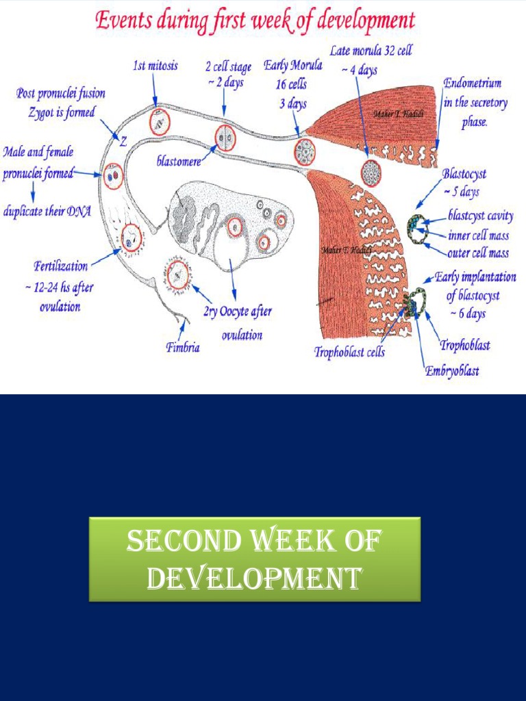 First and Second Week of Development | PDF | Developmental Biology ...