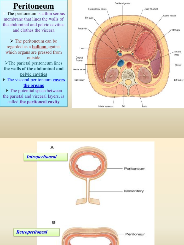general arrangement of the abdominal viscera Stomach Large Intestine