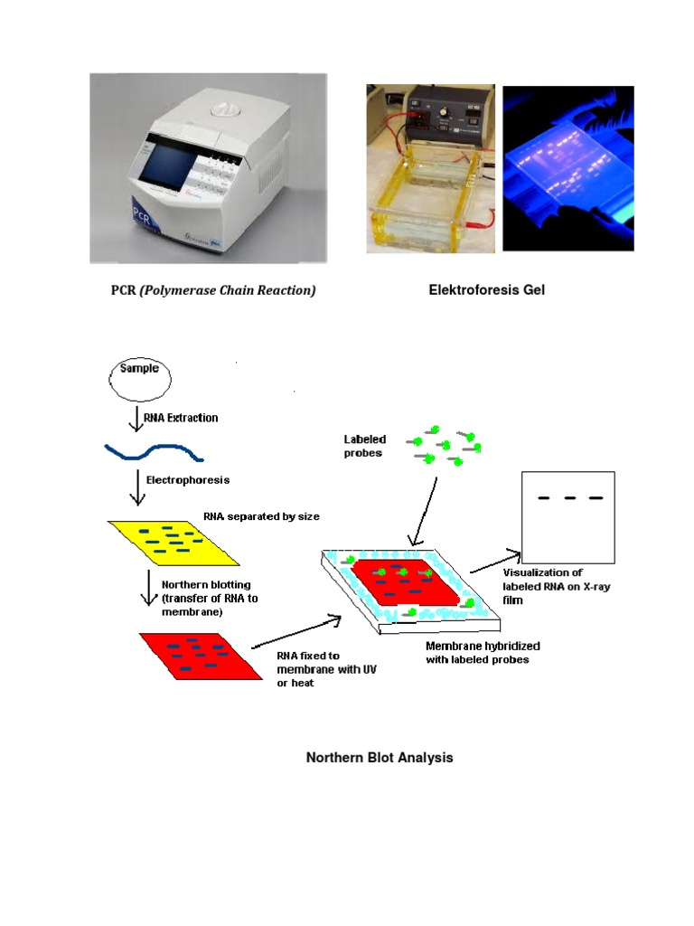 PCR and Blot Analysis Techniques | PDF