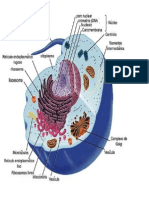 Funcion de Celula Vegetal