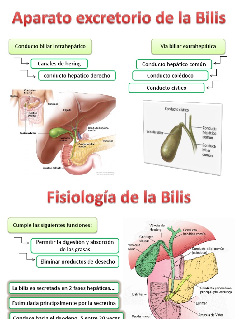 Funciones y secreción de la bilis | PDF | Bilis | Sistema digestivo
