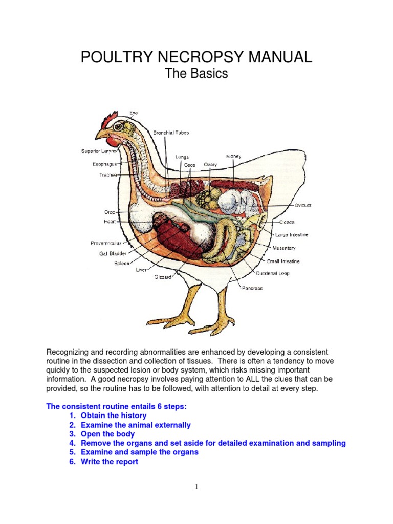 Poultry Necropsy Procedure Guide | PDF | Organ (Anatomy) | Gastroenterology