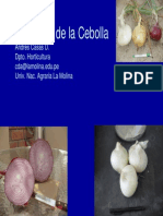 El Cultivo de La Cebolla