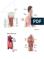 Organos Del Cuerpo