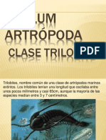 Trilobites: características y clasificación de los artrópodos marinos extintos