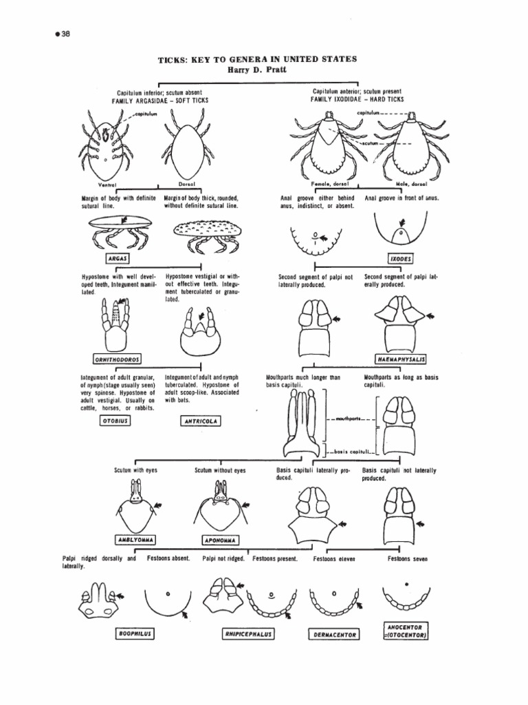 Taxonomic Keys and Diagrams for Identifying Common Ticks and Mites ...