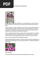 RECOLTAREA plantelor medicinale