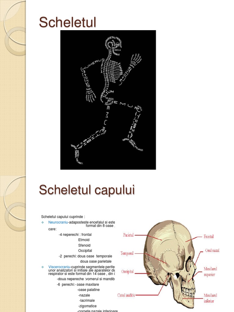 Schelet Si Muschi Cap Si Gat | PDF