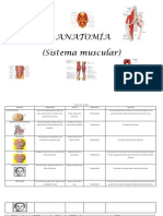 Musculos de La Cabeza