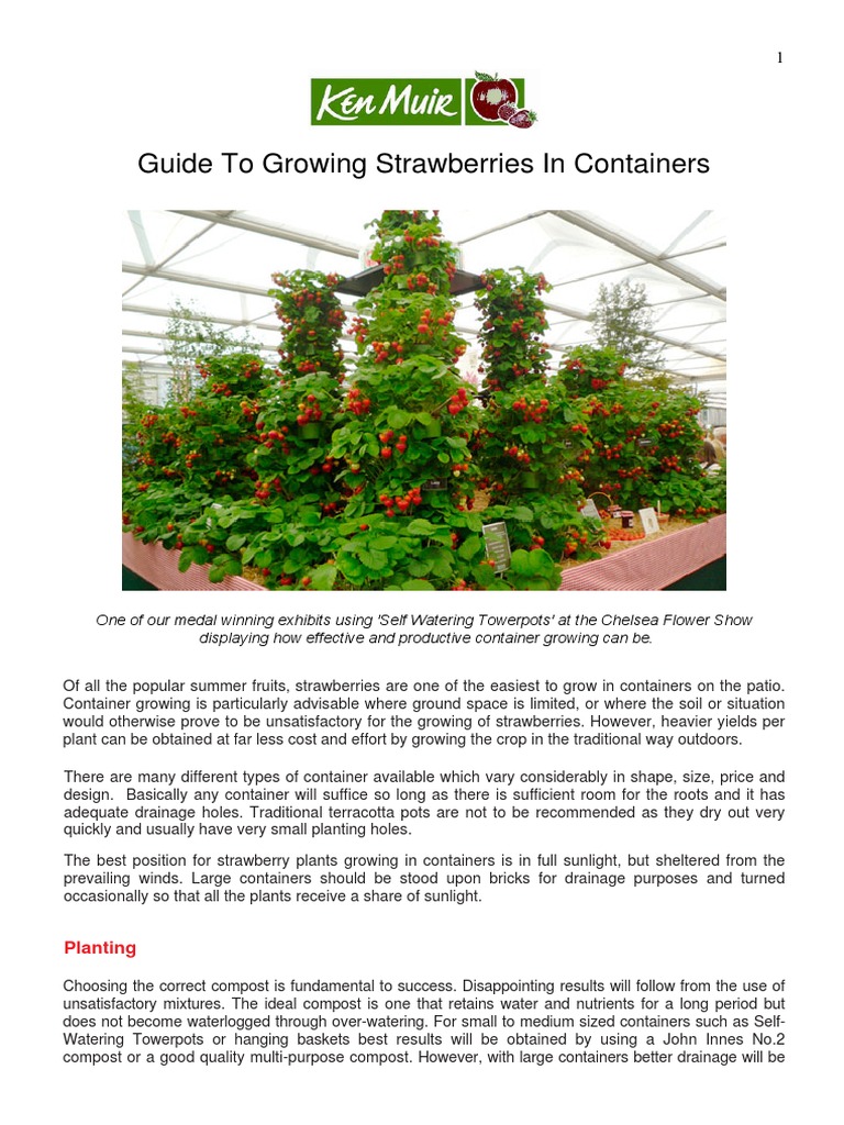 Guide To Growing Strawberries In Containers Strawberry Compost