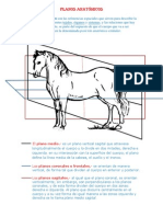 Planos Anatómicos (Autoguardado)