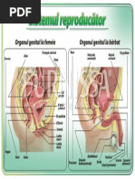 Planse - Functia de Reproducere