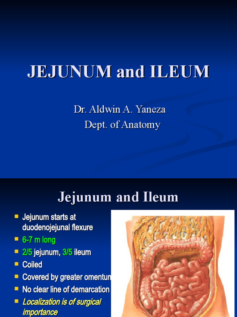 Jejunum Ileum PDF Large Intestine Animal Anatomy