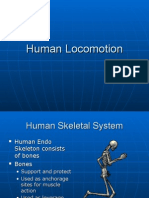 Human Locomotion