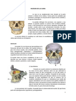 Osteologia de Cara