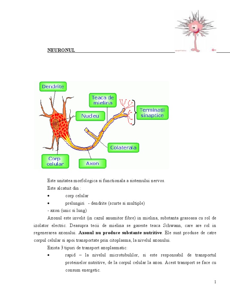 Fiziologie - Curs 5 Neuronul + Miocardul | PDF