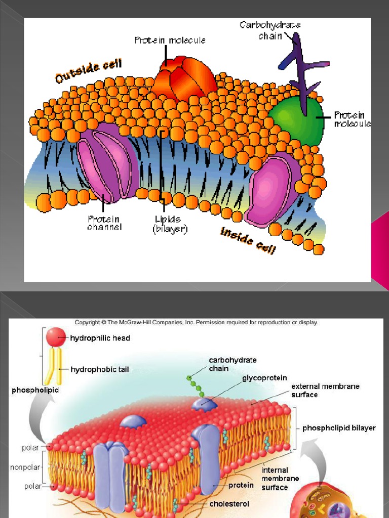 Membran Plasma | PDF