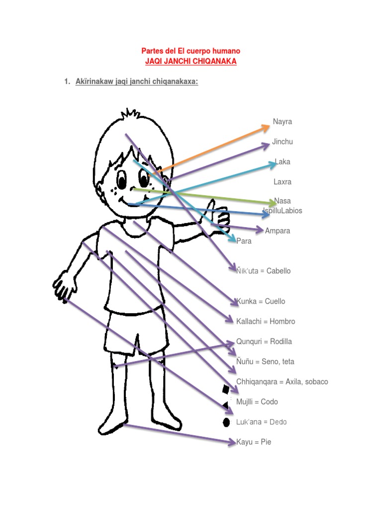 Partes Del El Cuerpo Humano | PDF | Relaciones personales, crianza y ...