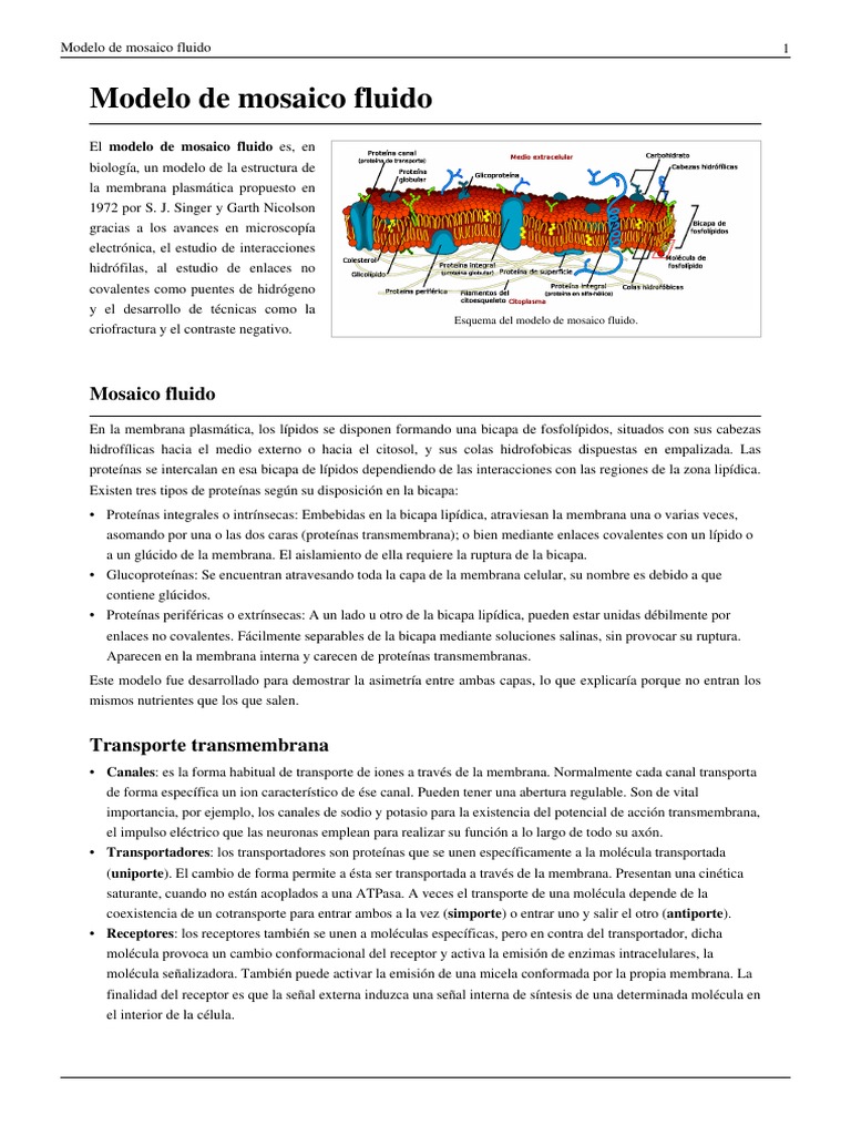 Modelo de Mosaico Fluido | PDF | Membrana celular | Bicapa lipídica