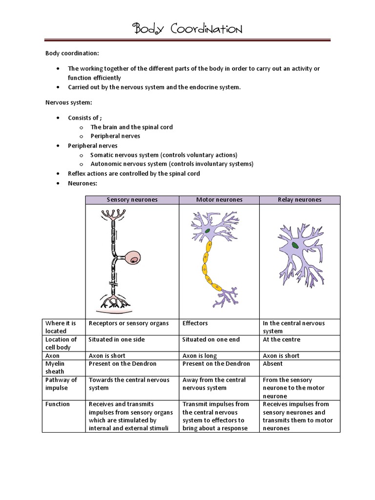 Body Coordination Notes | PDF