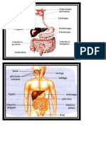 Sistema Digestivo