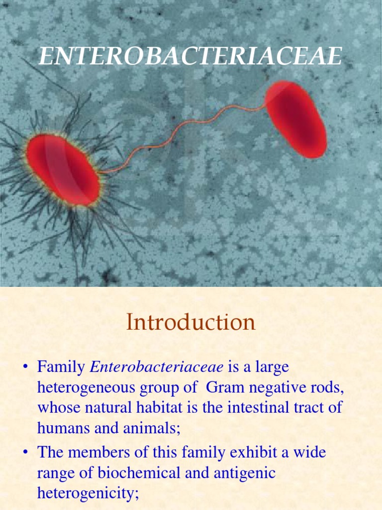 E.coli Escherichia Coli Urinary Tract Infection