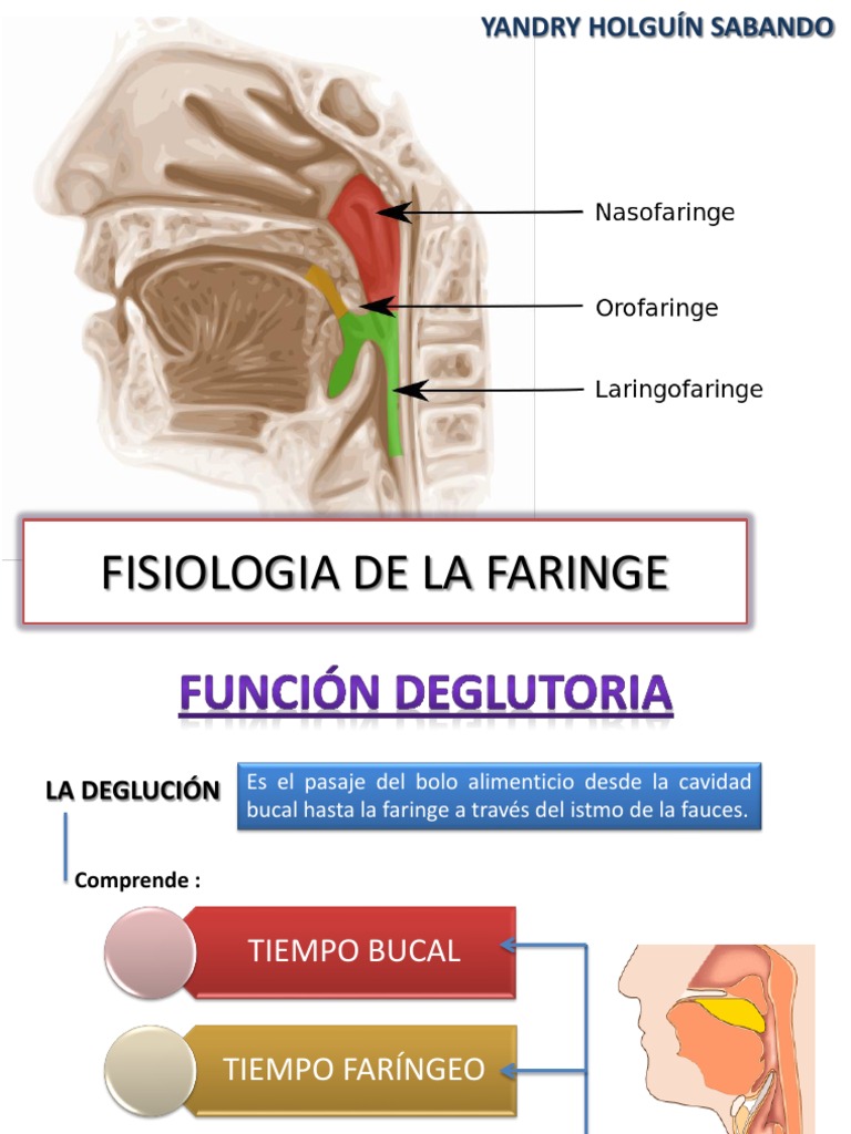 Fisiologia de La Faringe | PDF | Estudios de idiomas extranjeros ...