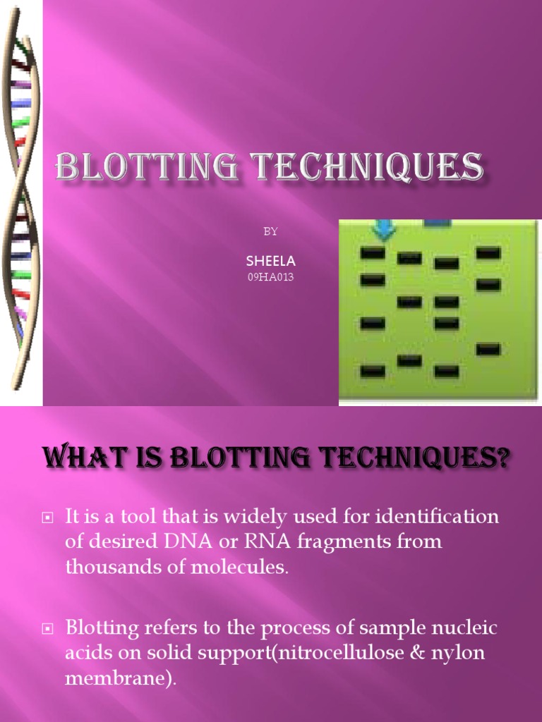 Blotting Techniques Blot (Biology) Northern Blot