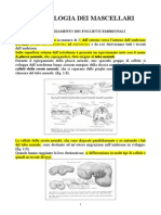1.-2.Embriologia Dei Mascellari e Degli Elementi Dentari