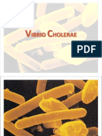 16 Vibrio Cholerae
