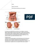 Função Do Apendice