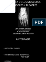 Anatomia de Los Tendones Extensores