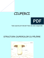 Ciupercisilicheniclasaava