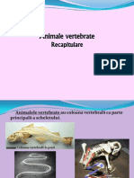 Recapitulare Pesti Amfibieni Reptile