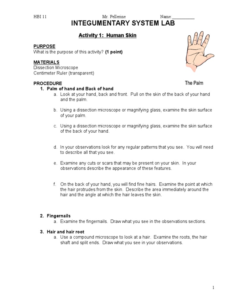 integumentary system lab | Skin | Organ (Anatomy)