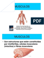 Musculos PDF