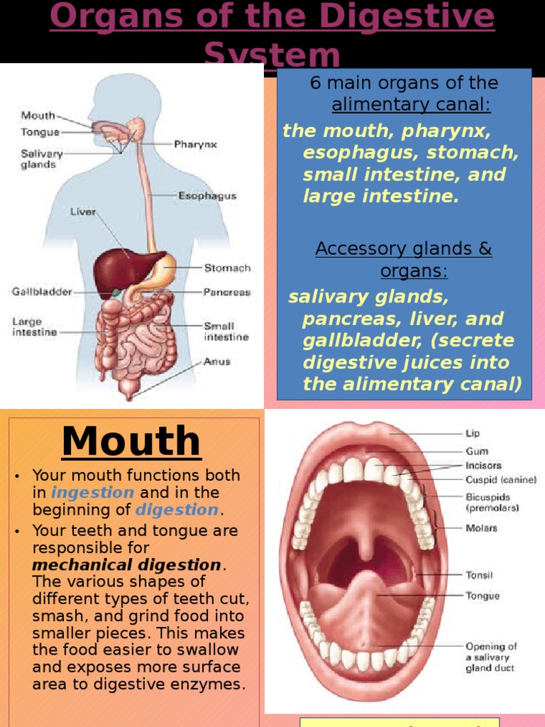 Organs of the Digestive System Stomach Digestion