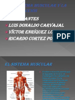 El Sistema Muscular y La Contracción