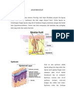 ANATOMILAPISANKULIT