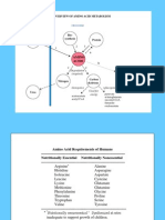 Overview Amino Acid Metabolism