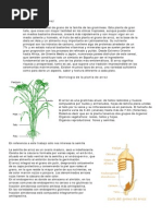 Download ARROZ ORYZA SATIVA by marvel_11068760 SN22381785 doc pdf