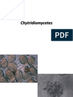 Chytridiomycetes