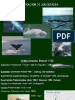 CLASIFICACIÓN_CETACEA