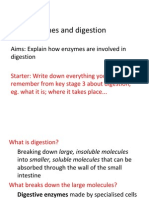 Enzymes and Digestion 2