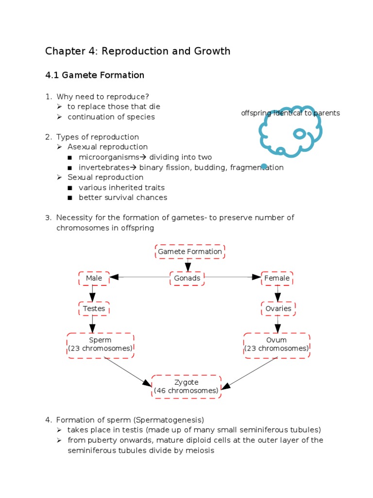 Human Reproduction and Growth Overview | PDF | Menstrual Cycle | Ovary